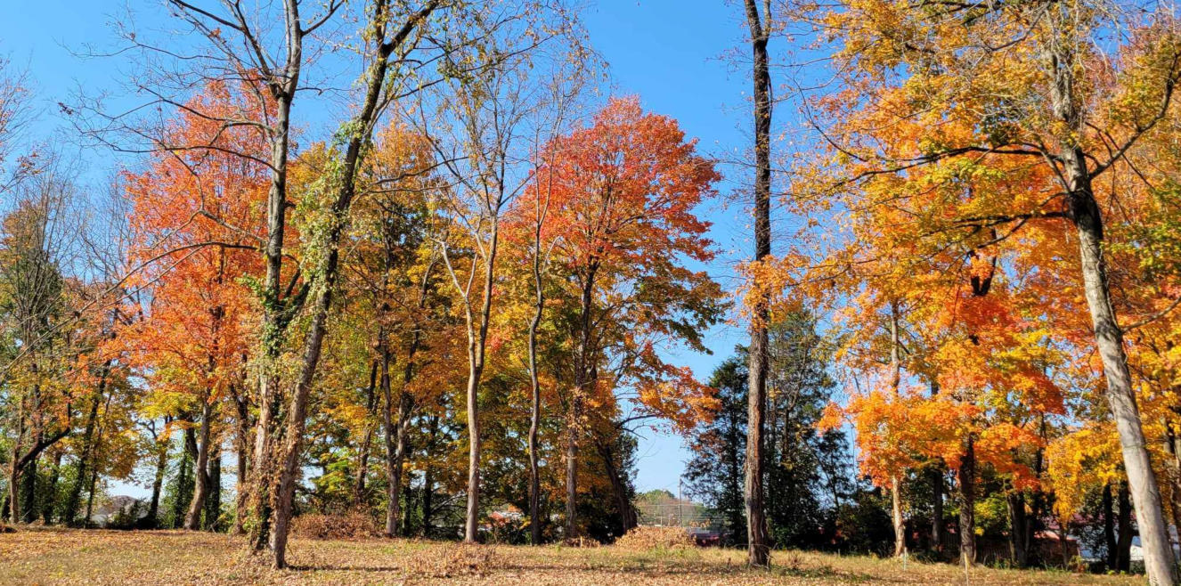 This is a picture of fall tress at Happy Trails RV Park at Cave City, KY.