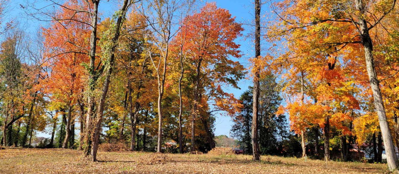 This is a picture of fall foliage at Happy Trails RV Park at Cave City, KY.