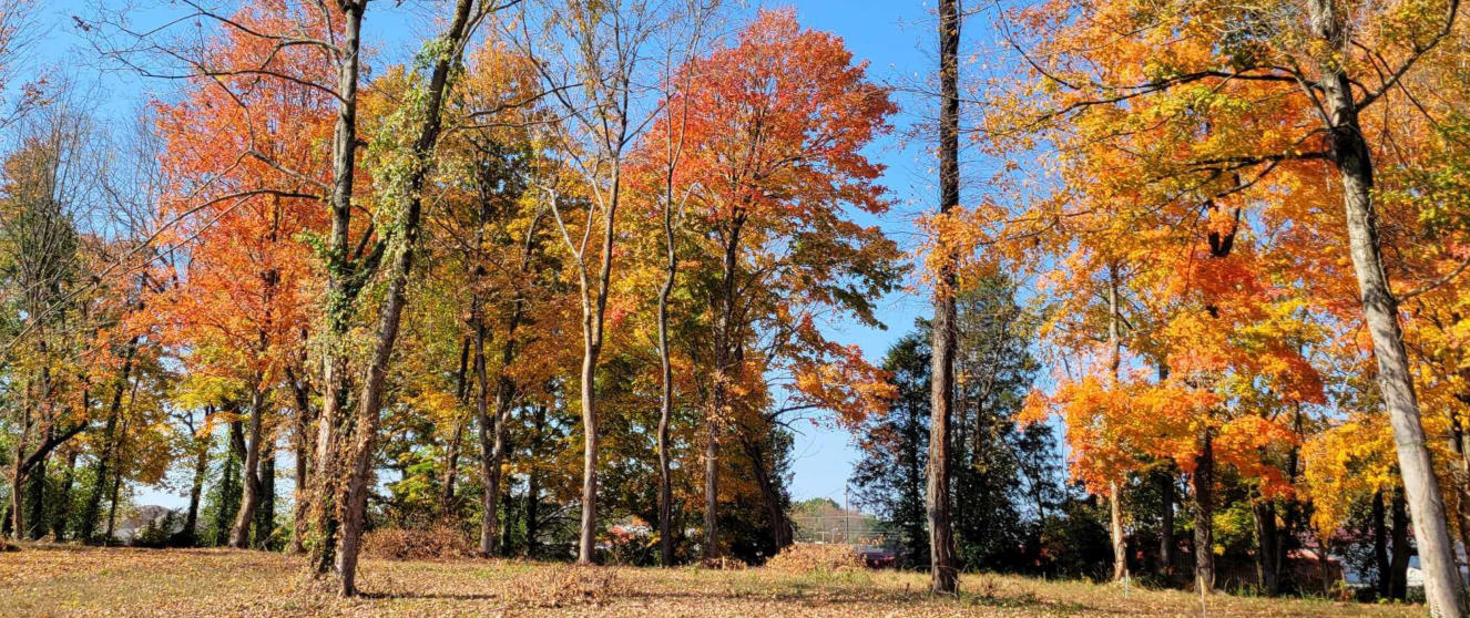 This is a picture of fall trees at Happy Trails RV Park at Cave City, KY.