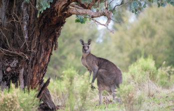 A picture of a kangaroo, one of the animals you can see at Kentucky Down Under